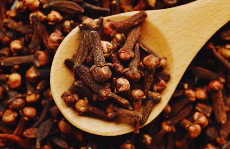 chiodi di garofano in un cucchiaio di legno