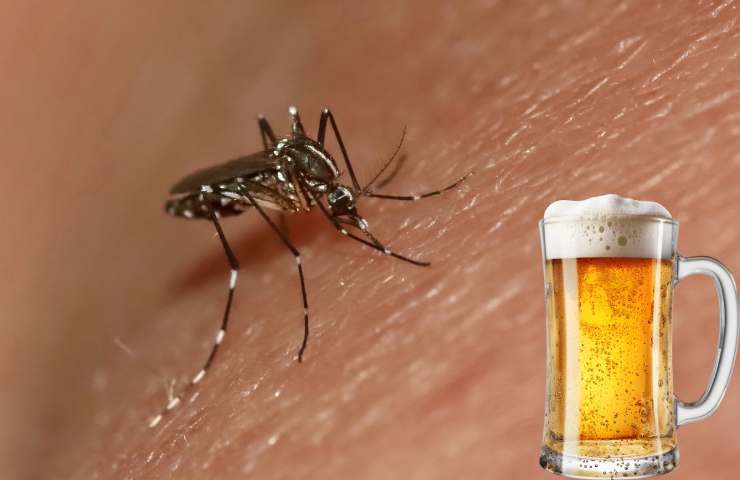 zanzara attratta dal sangue di chi consuma abitualmente la birra 