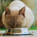 Gatto casalingo che mangia dalla ciotola