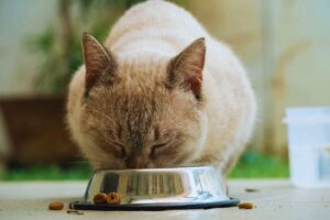 Gatto casalingo che mangia dalla ciotola