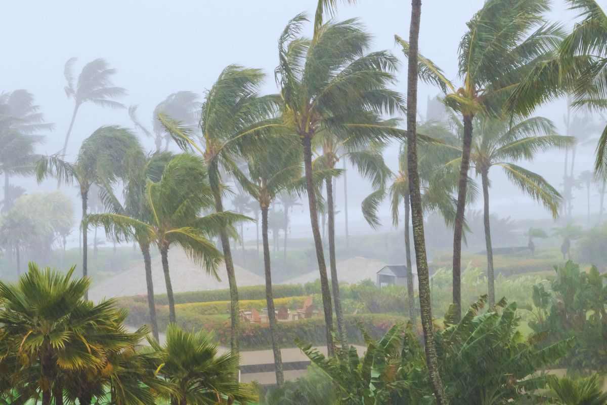 Vento e pioggia violenti piegano le palme