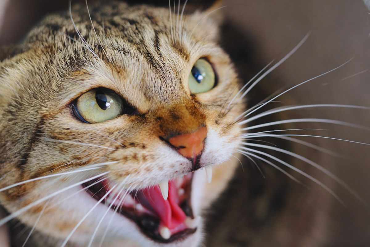 Gatto furioso