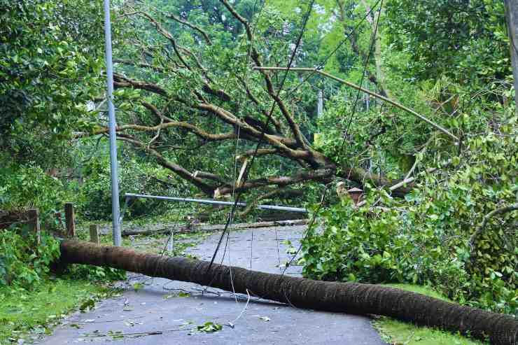 Arbusti abbattuti dal maltempo che bloccano una strada