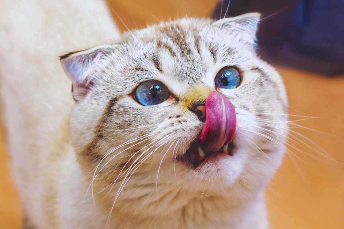 Gatto che si lecca il muso